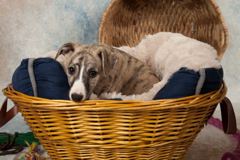 BarbGardocki11022021RAW0018