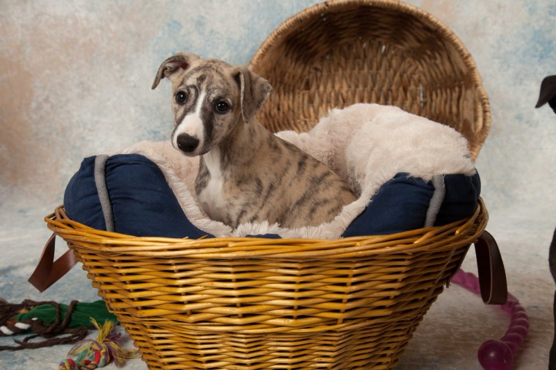 BarbGardocki11022021RAW0019