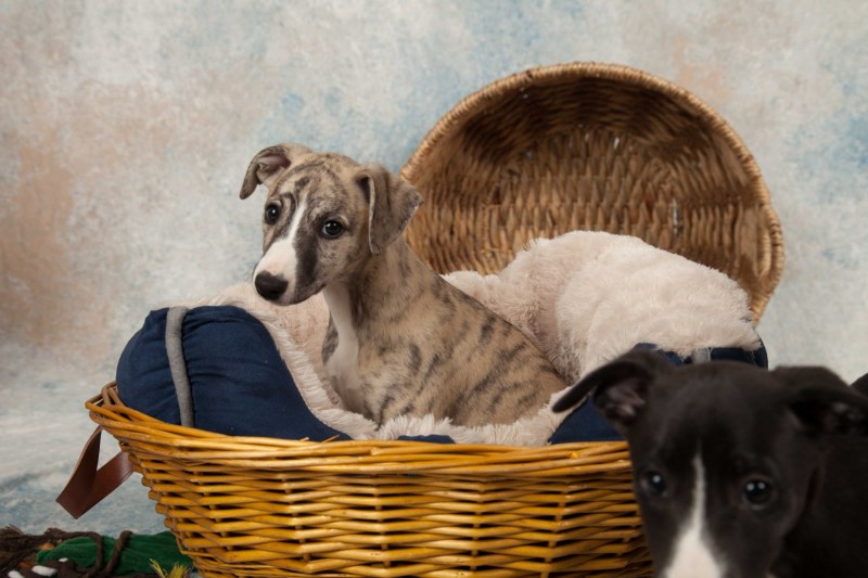 BarbGardocki11022021RAW0020