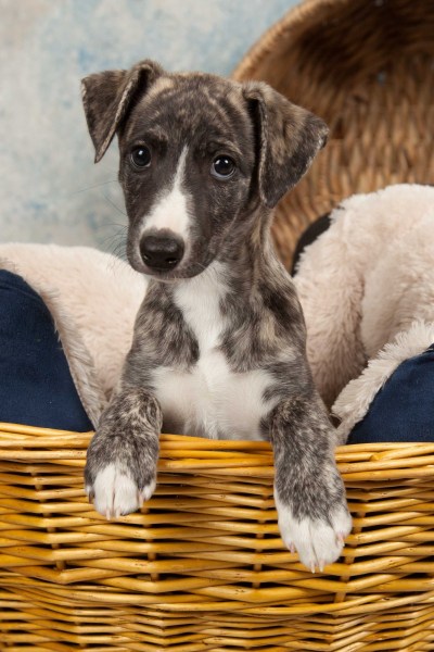 BarbGardocki11022021RAW0028