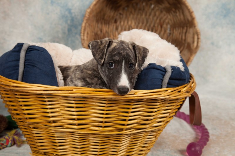 BarbGardocki11022021RAW0031