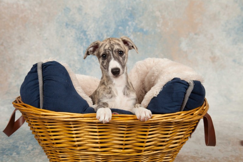 BarbGardocki11022021RAW0039