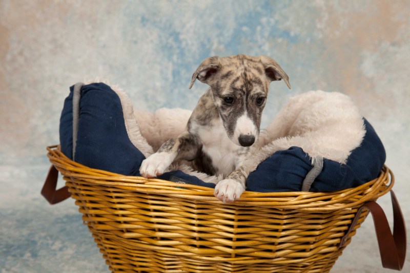 BarbGardocki11022021RAW0044