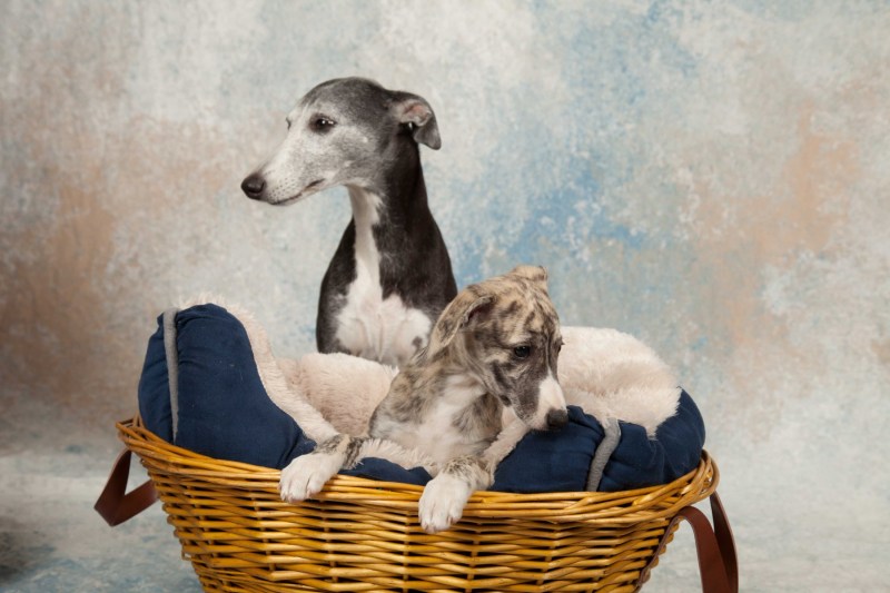 BarbGardocki11022021RAW0045