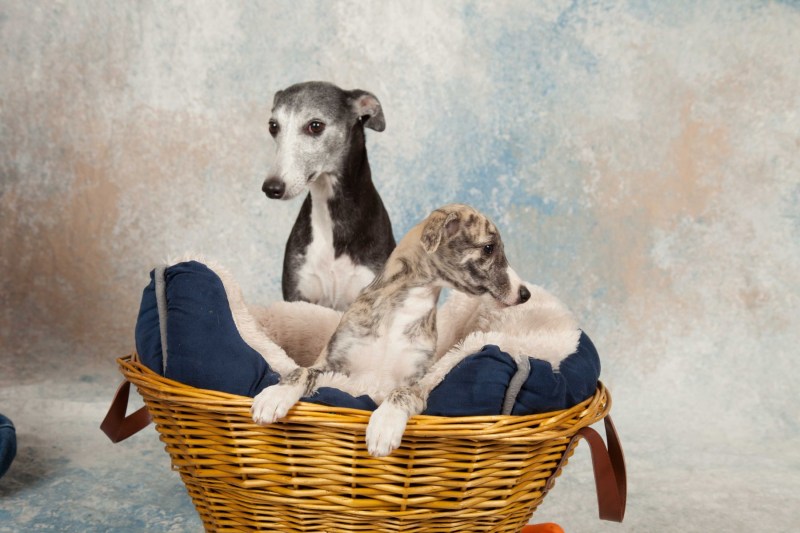 BarbGardocki11022021RAW0046