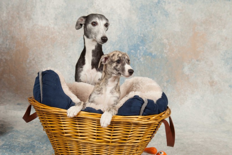 BarbGardocki11022021RAW0047