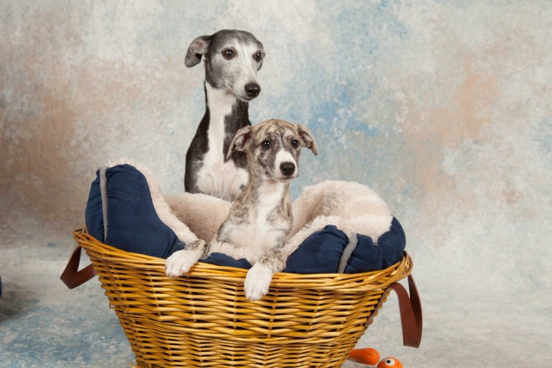 BarbGardocki11022021RAW0048