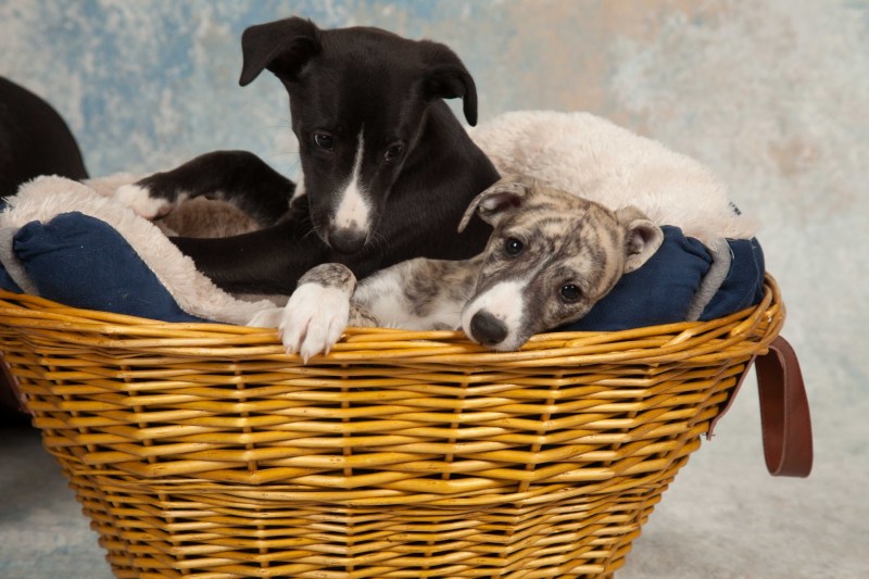 BarbGardocki11022021RAW0054