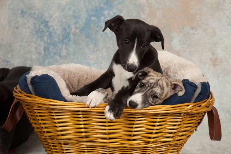 BarbGardocki11022021RAW0055