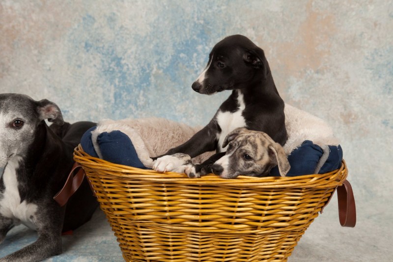 BarbGardocki11022021RAW0057