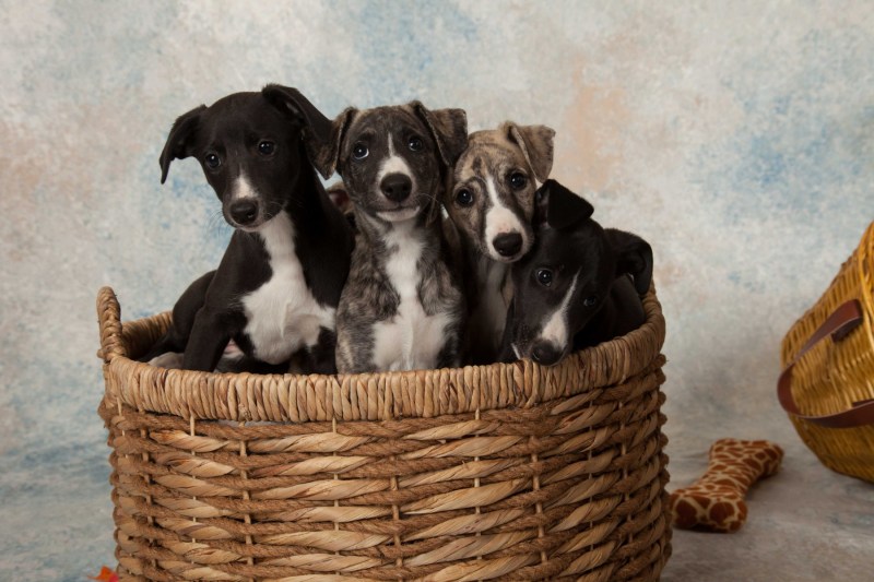 BarbGardocki11022021RAW0063