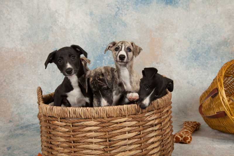 BarbGardocki11022021RAW0064