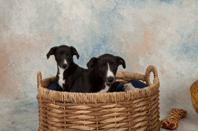 BarbGardocki11022021RAW0067