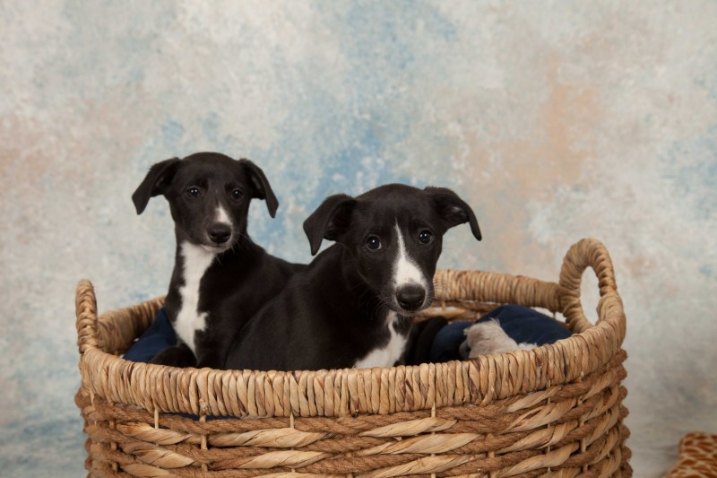 BarbGardocki11022021RAW0068