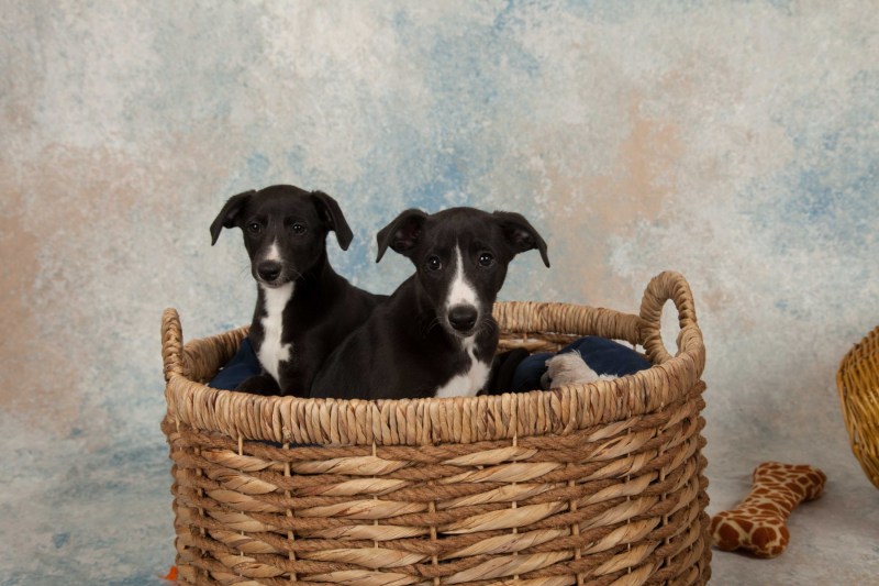 BarbGardocki11022021RAW0069