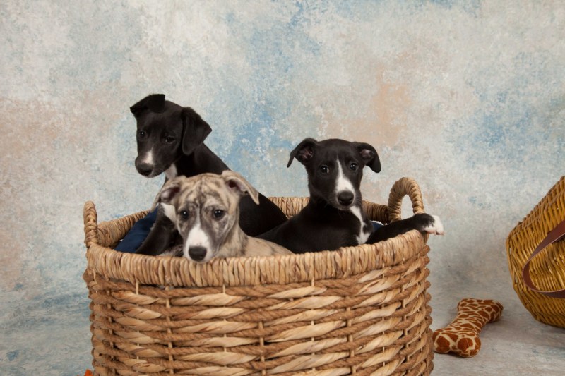 BarbGardocki11022021RAW0072