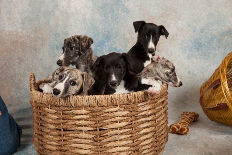 BarbGardocki11022021RAW0075