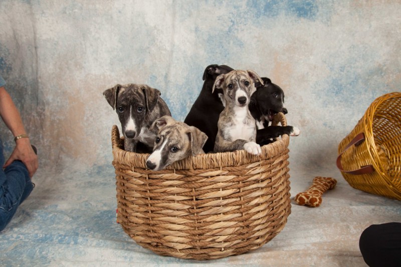 BarbGardocki11022021RAW0080