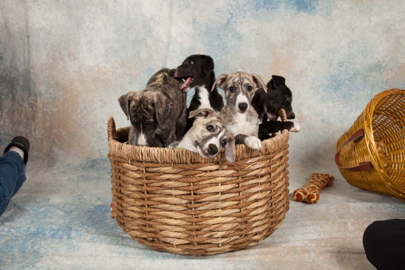 BarbGardocki11022021RAW0081