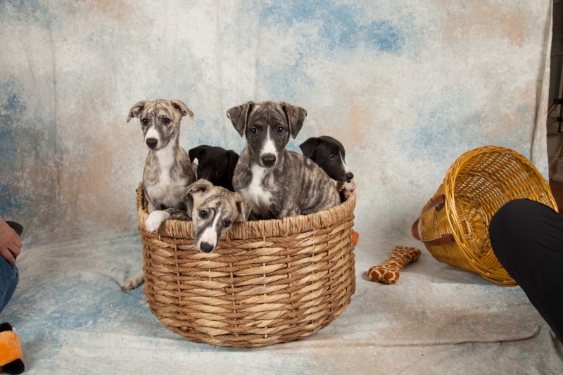 BarbGardocki11022021RAW0086