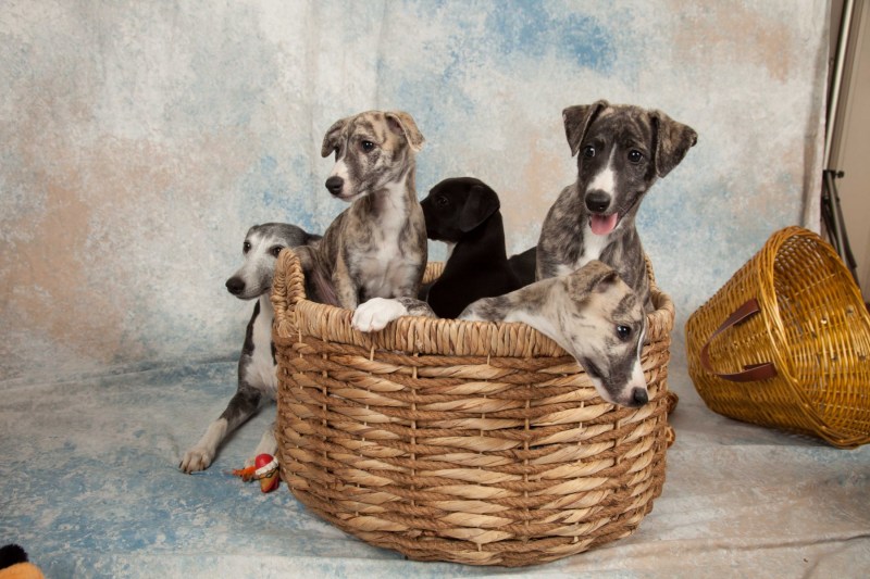 BarbGardocki11022021RAW0088