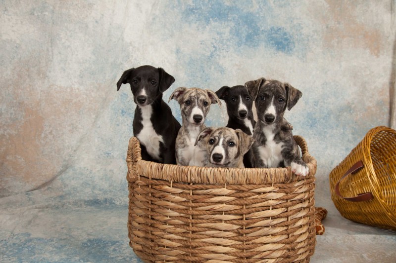 BarbGardocki11022021RAW0100