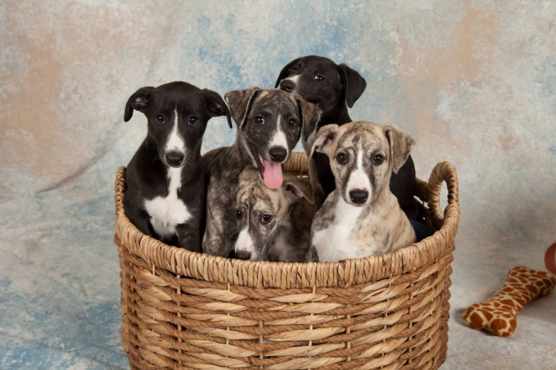 BarbGardocki11022021RAW0104