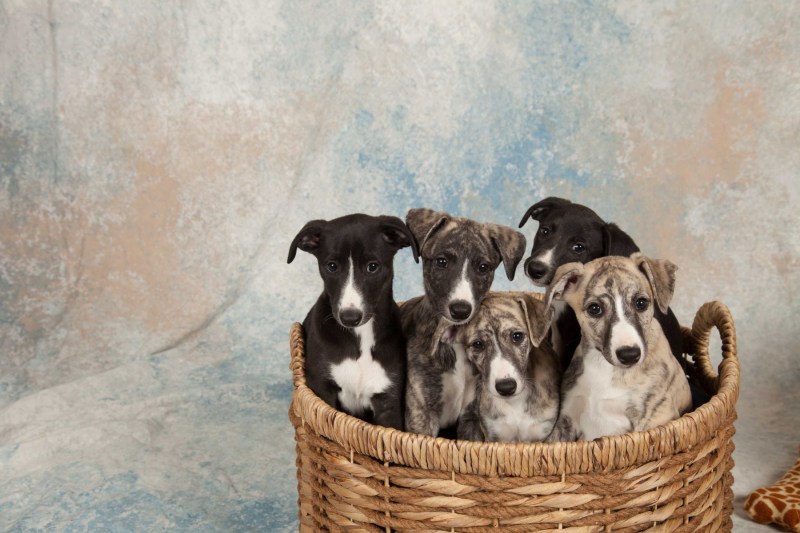 BarbGardocki11022021RAW0108