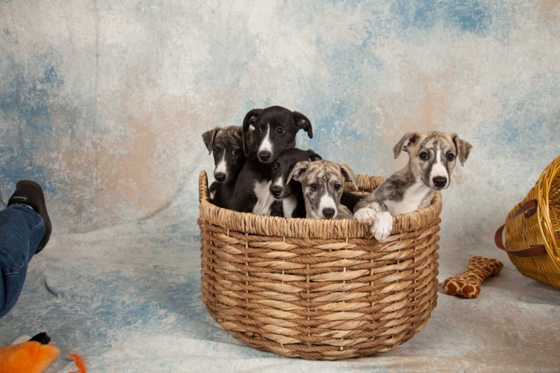 BarbGardocki11022021RAW0115