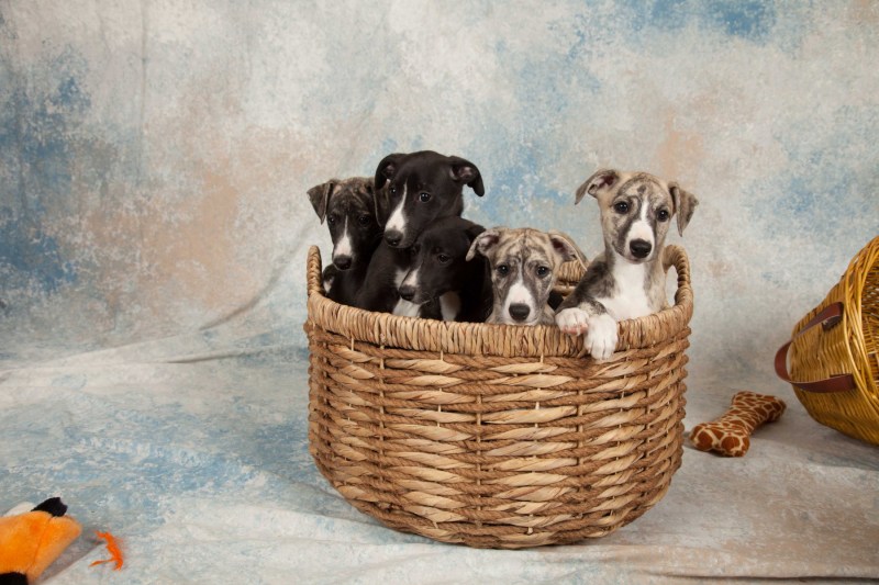 BarbGardocki11022021RAW0116