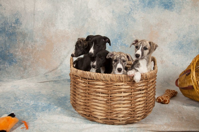 BarbGardocki11022021RAW0117