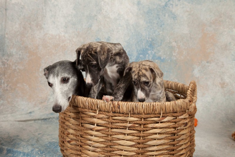 BarbGardocki11022021RAW0126