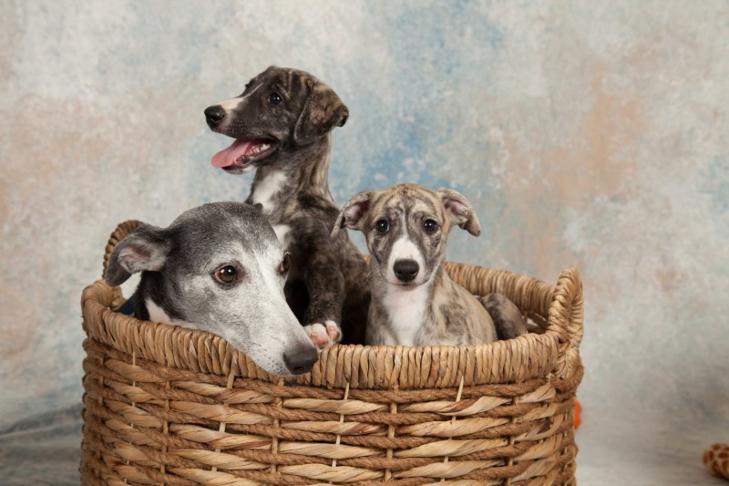 BarbGardocki11022021RAW0128