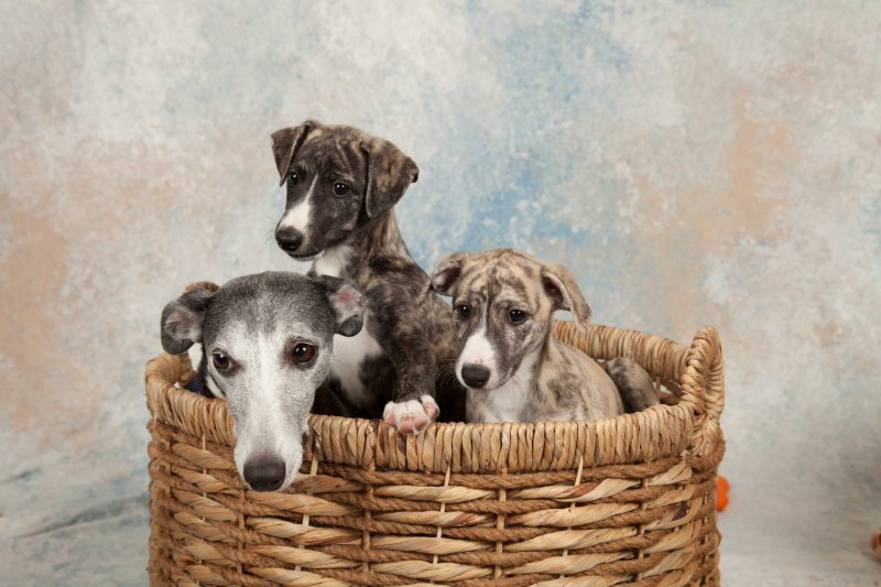 BarbGardocki11022021RAW0129