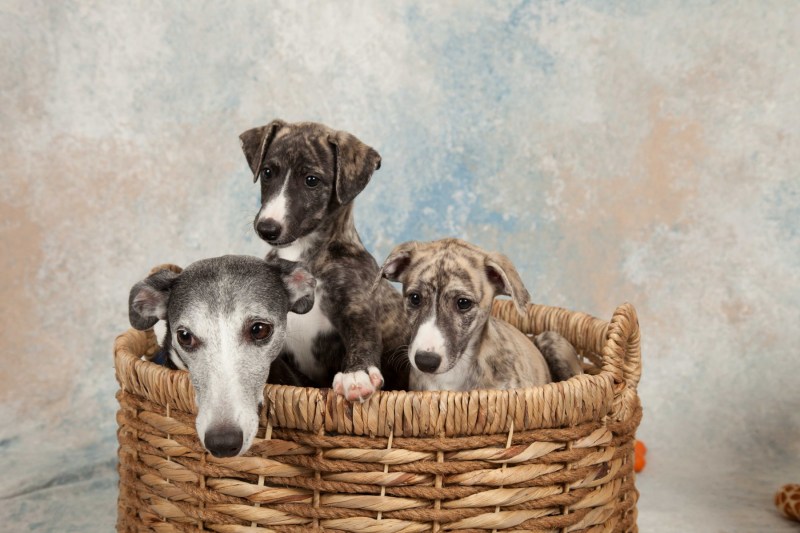 BarbGardocki11022021RAW0130