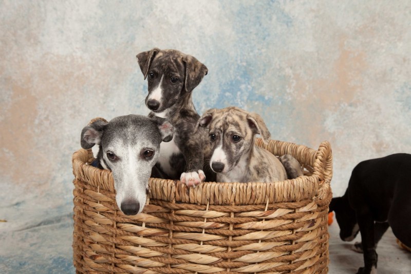 BarbGardocki11022021RAW0131