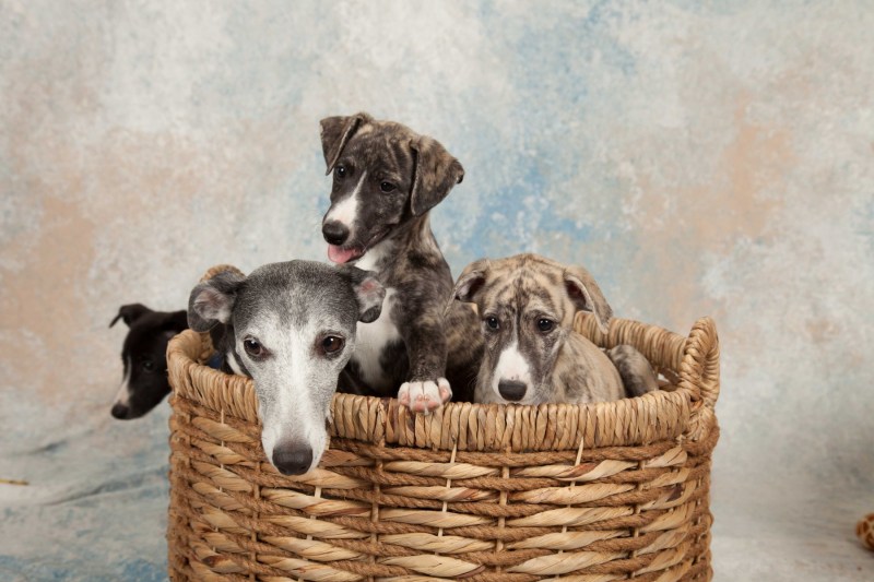 BarbGardocki11022021RAW0132