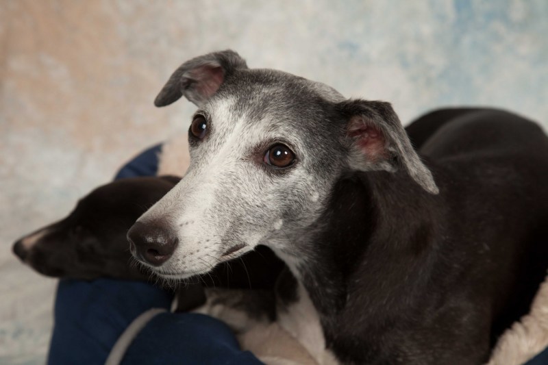 BarbGardocki11022021RAW0156