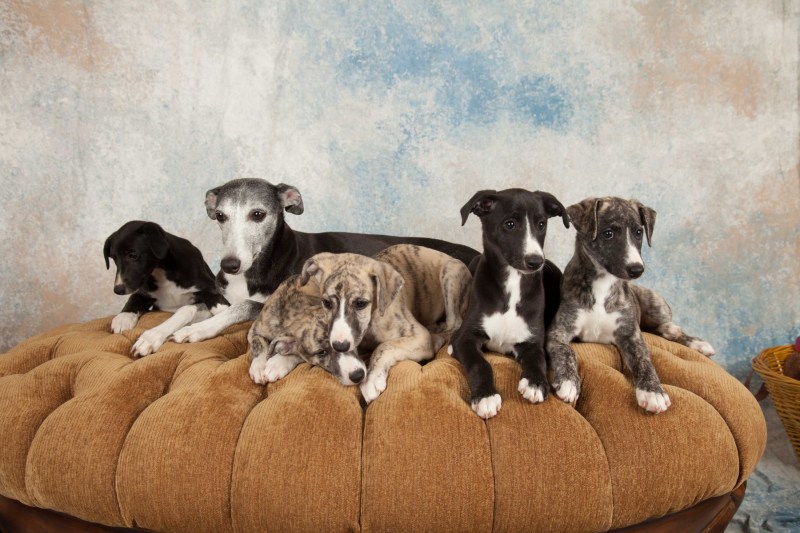 BarbGardocki11022021RAW0191