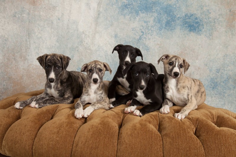 BarbGardocki11022021RAW0208