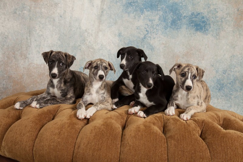 BarbGardocki11022021RAW0213