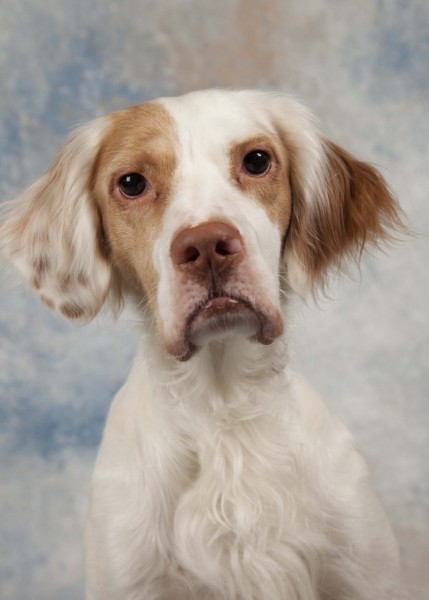 portfolio_pets01