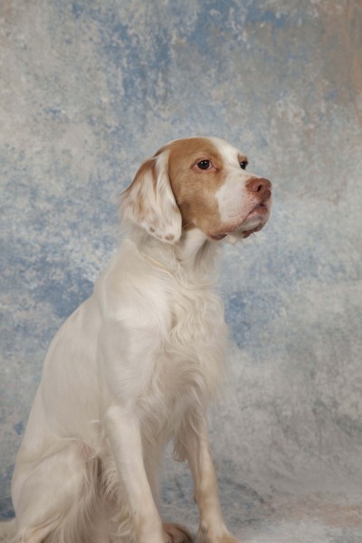portfolio_pets02