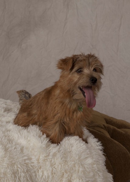 portfolio_pets04