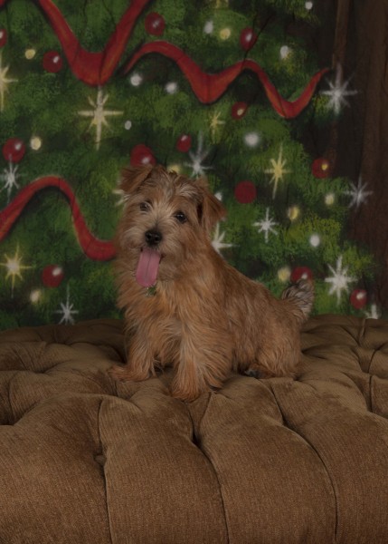 portfolio_pets05