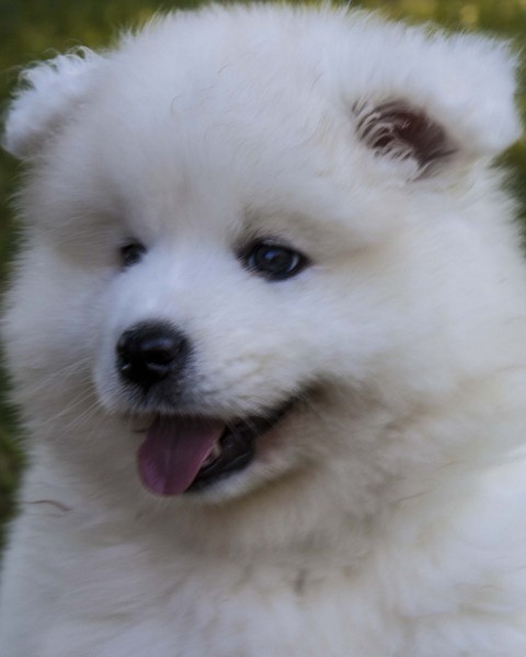 portfolio_pets06
