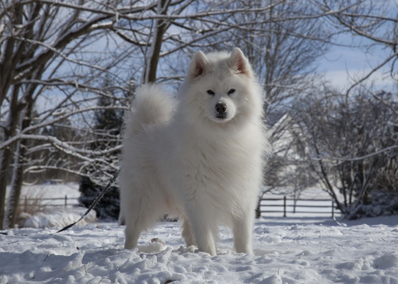 portfolio_pets08