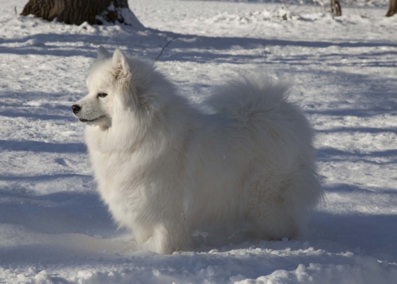 portfolio_pets10